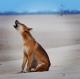 Howling dingo
 - K'gari Day Tour - Rainbow Beach to Rainbow Beach Discovery K'Gari Adventures