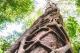 Strangler Tree
 - K'gari Day Tour - Rainbow Beach to Rainbow Beach Discovery K'Gari Adventures