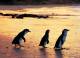 Victoria Tours, Cruises, Sightseeing and Touring - 1 Day Phillip Island Penguin Parade - PI