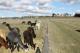 Onsite Farm Animals
 - Cleveland Estate