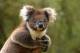 Victoria Attractions and Theme Parks Tickets - VIP Sanctuary Tour