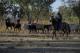 Cattle Mustering is exciting
 - Home Valley Station