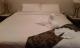 bed 2
 - Hopkins Manor