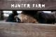 Farm animals
 - Hunter Valley Resort + Farm