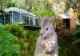 Cabins and Tipees
 - Huon Bush Retreats
