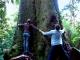 Old growth forest onsite
 - Huon Bush Retreats