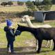 Animal Feeding
 - Iron Creek Bay Farm Stay