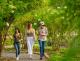 Flinders Ranges/Outback Tours, Cruises, Sightseeing and Touring - Jurlique Farm Tour