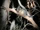 Brush Tail Possum
 - Dudley Peninsula Tour ex Kingscote, Airport, American River Kangaroo Island Hire a Guide