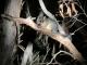 Brush Tail Possum
 - Seal Bay 4wd Tour ex Kingscote, Airport, American River Kangaroo Island Hire a Guide