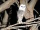Little Penguin
 - Dudley Peninsula Tour ex Kingscote, Airport, American River Kangaroo Island Hire a Guide