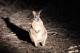 Wallaby  - Flinders Chase 4wd Tour ex Kingscote,Airport,American River Kangaroo Island Hire a Guide