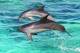 Dolphin - Kangaroo Island Ocean Safari - Swim with Dolphin/Seal Safari Kangaroo Island Ocean Safari