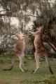 Aboriginal Culture & Wildlife Heli-tour
 - Aboriginal Culture & Wildlife Heli-tour - ex Brisbane Kiff & Culture
