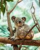 Queensland Tours, Cruises, Sightseeing and Touring - Gold Coast in a Day - ex Gold Coast