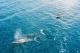 Queensland Tours, Cruises, Sightseeing and Touring - Swim with Humpback Whales - ex Gold Coast