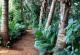 Jungle Garden
 - Kununurra Country Club Resort