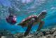 Snorkelling with turtles  - Great Barrier Reef Day Tour ex Bundaberg Lady Elliot Island Eco Resort