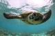 Turtle
 - Lady Elliot Island Eco Resort