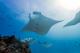 Home of the manta ray
 - Lady Elliot Island Eco Resort
