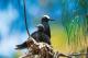 Important seabird breeding site
 - Lady Elliot Island Eco Resort