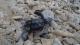 Turtle hatchling (Feb-Apr)
 - Lady Elliot Island Eco Resort