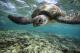 Turtle Wink 
 - Lady Elliot Island Eco Resort