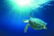 Turtle
 - Mackerel Islands
