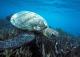 Turtle
 - Onslow to Mackerel Islands- Return Ferry Transfer Mackerel Islands