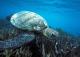 Turtle
 - Mackerel Islands