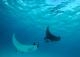 Stingrays
 - Mackerel Islands
