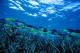 Fish
 - Mackerel Islands