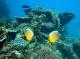 Fish
 - Onslow to Mackerel Islands- Return Ferry Transfer Mackerel Islands