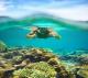 Snorkelling
 - Mackerel Islands