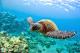 Cairns/Tropical Nth Accommodation, Hotels and Apartments - Mango Lagoon Resort