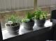 Herb Corner
 - Sandy Bottoms Guesthouse