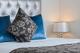 1 Bedroom Apartment
 - Mercure Melbourne St Kilda Road