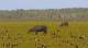 Wildlife  - Breeze Holiday Parks - Mary River