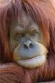 Orangutan  - General Admission Melbourne Zoo