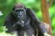 Melbourne City and Surrounds Tours, Cruises, Sightseeing and Touring - Australian Wildlife Experience