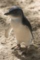 Melbourne Zoo - Penguin
 - Australian Wildlife Experience Melbourne Zoo