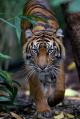 Melbourne Zoo - Tiger  - Australian Wildlife Experience Melbourne Zoo