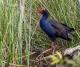 Swamp Hen
 - Everglades Explorer Everglades Eco Safaris