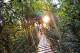 Tree Top
 - O'Reilly's Rainforest Retreat