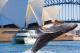 Opera House and "MV Jerry Bailey" image
 - Sydney Harbour Long Lunch Sydney Princess Cruises