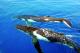 Whale Pod of 2 whales
 - Sydney Harbour Long Dinner Sydney Princess Cruises