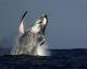 Whale breaching  - Breakfast with the Whales Sydney Princess Cruises