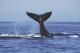 Fluke (tail) dive
 - Breakfast with the Whales Sydney Princess Cruises