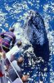 Humpback beside boat. View looking down on pax.
 - Sydney Harbour Morning Sightseeing Cruise Sydney Princess Cruises