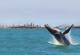 Whale and Sydney skyline
 - Breakfast with the Whales Sydney Princess Cruises